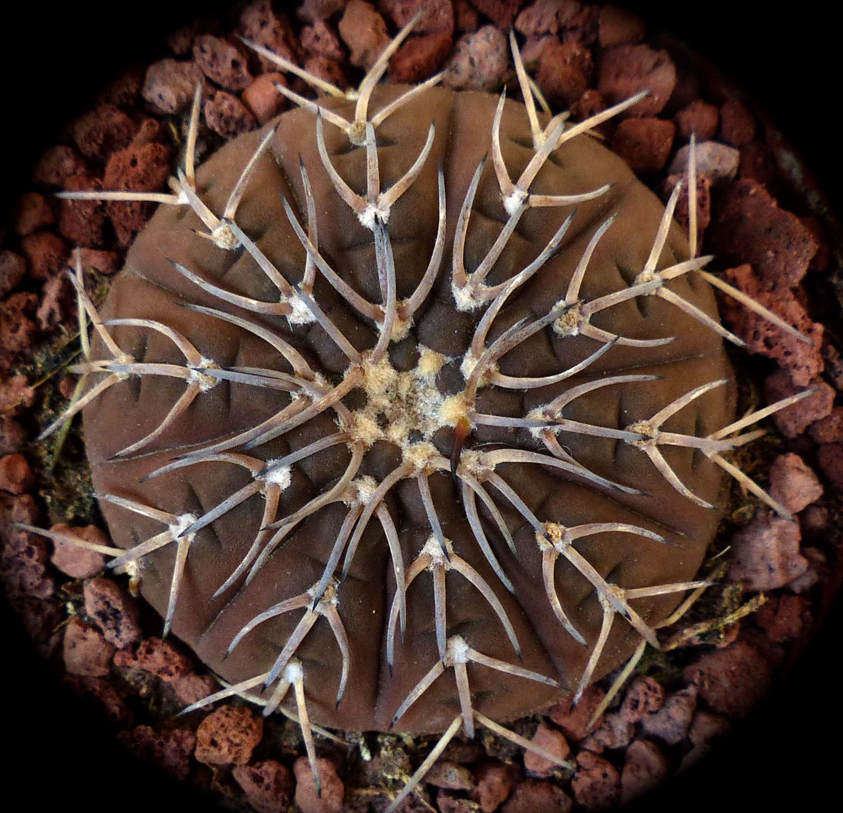 products/gymnocalycium-amerhauseri-seeds