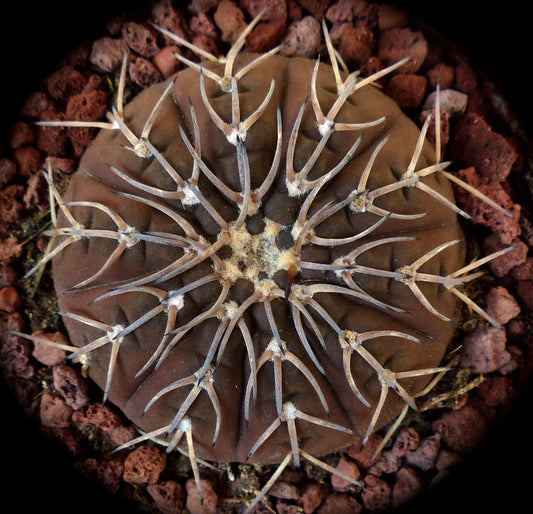 Gymnocalycium ragonesii cv Himari rare brown cactus with long spines and textured surface