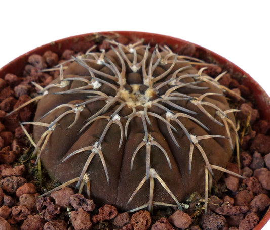 Gymnocalycium ragonesii cv Himari succulent cactus with dark brown body and long white spines in pot