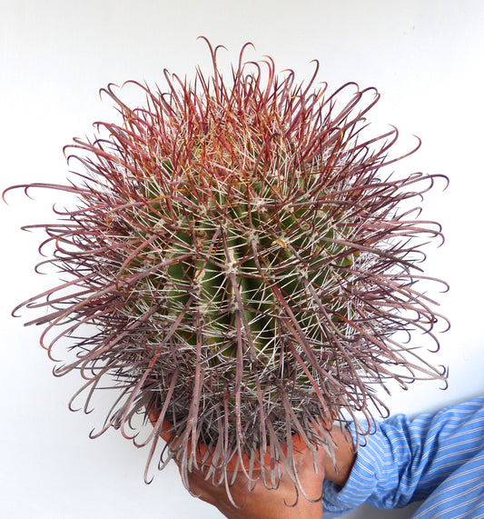 เมล็ดพันธุ์เฟโรแคคตัส วิสลิเซนิ