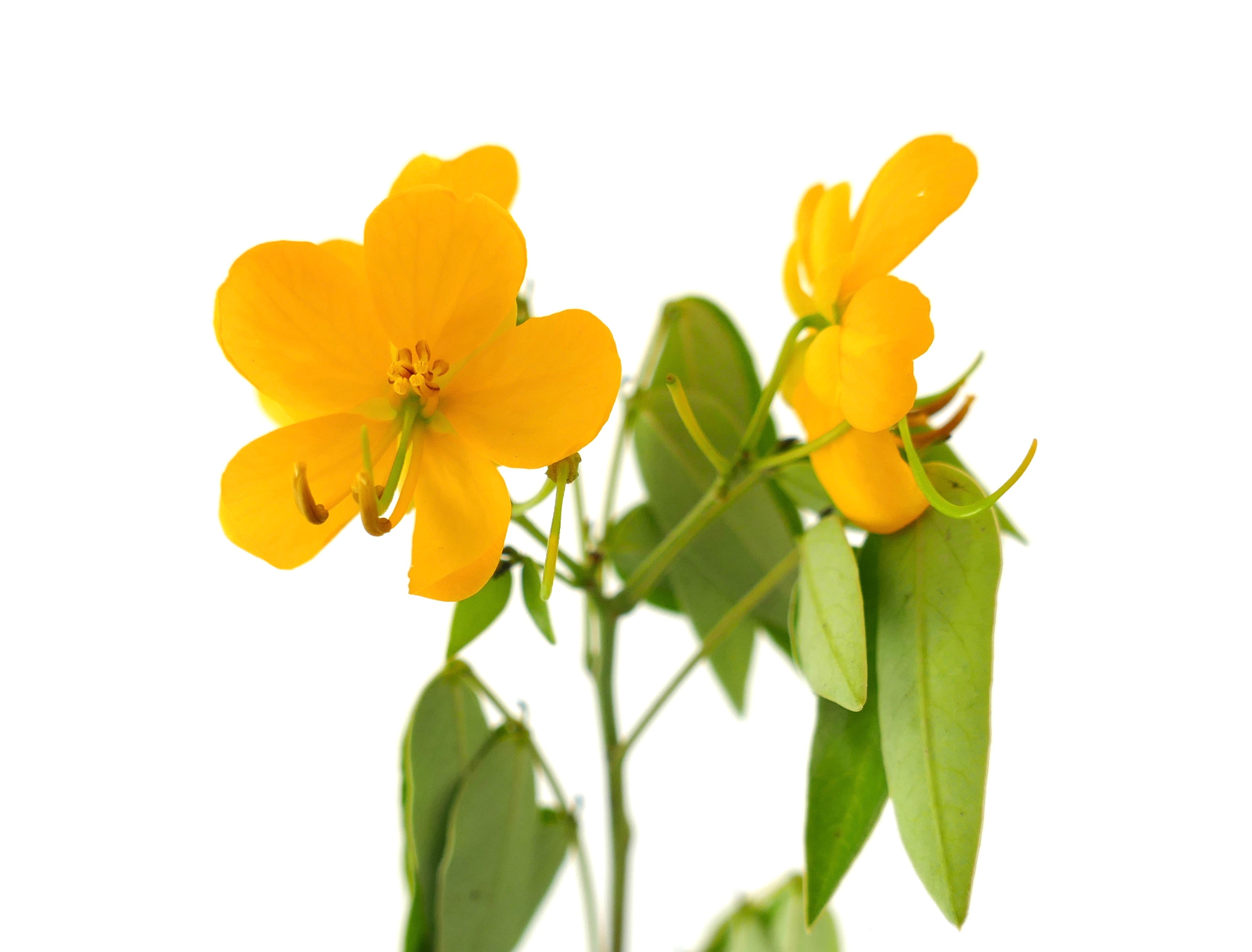 Cassia corymbosa | Bright yellow blooms | Available now | – Botanical ...