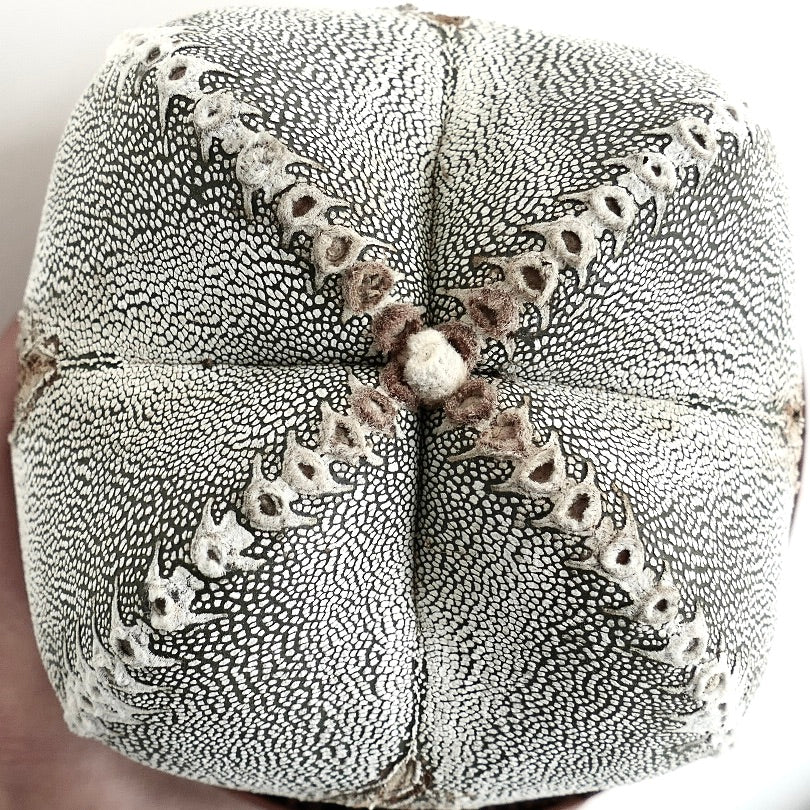 Astrophytum myriostigma cv ONZUKA V-TYPE SEEDS