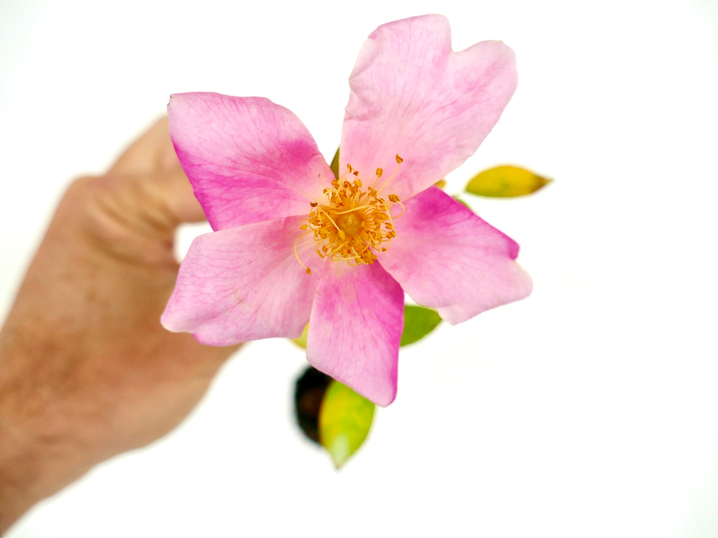 Rosa canina SEEDS