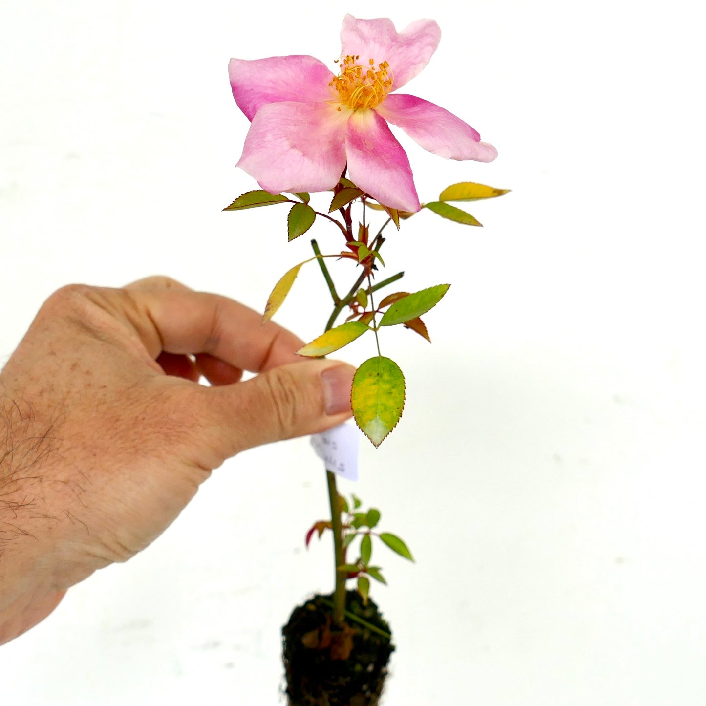 Rosa canina SEMI