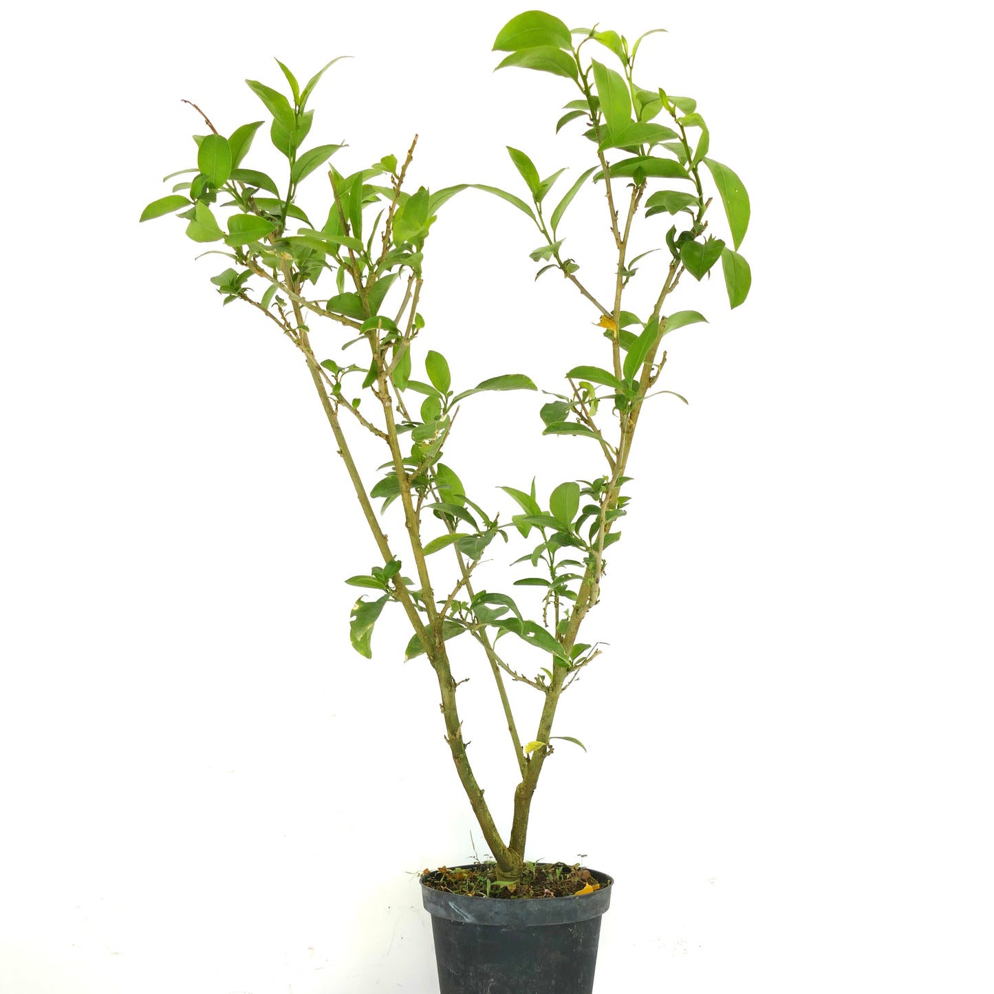 Cestrum nocturnum 40-60cm