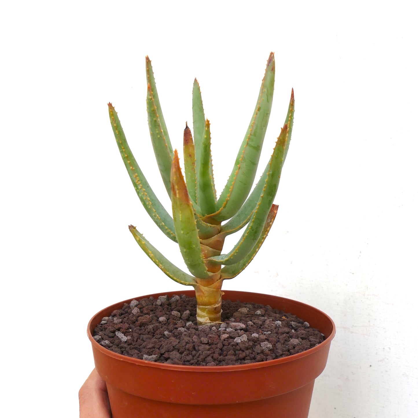 Aloidendron dichotomum (syn. Aloe dichotoma)