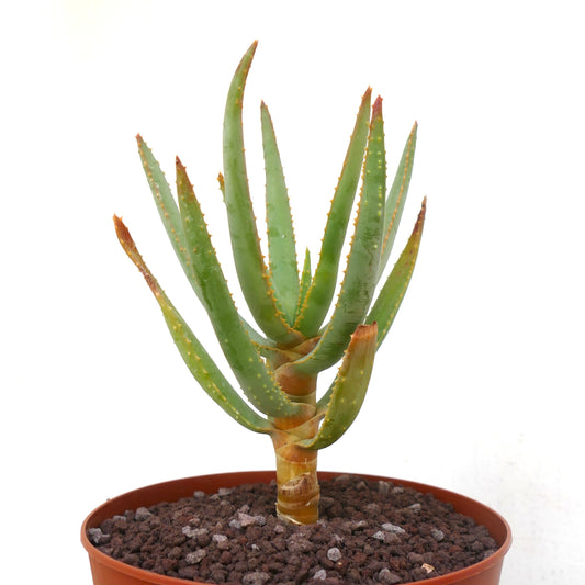 Aloidendron dichotomum (syn. Aloe dichotoma)