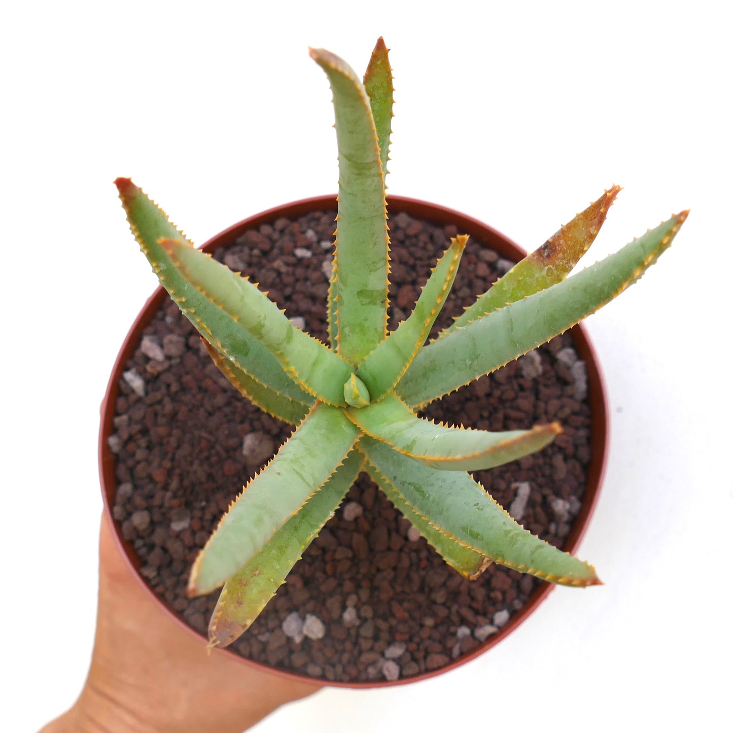 Aloidendron dichotomum (syn. Aloe dichotoma)