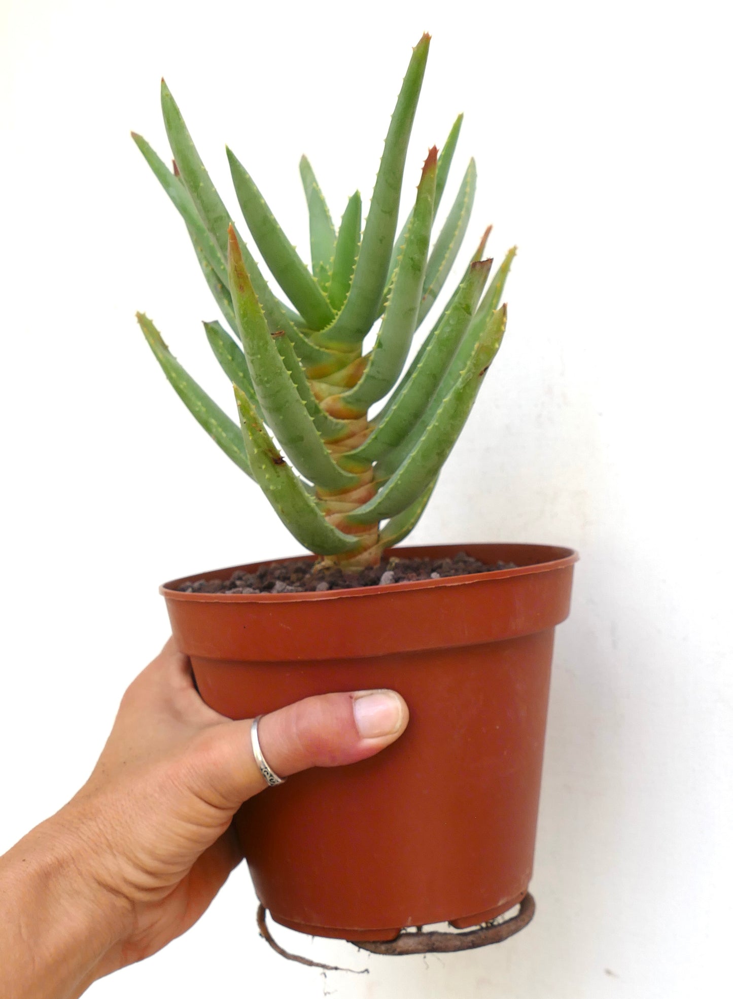 Aloidendron dichotomum (syn. Aloe dichotoma)