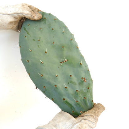 Opuntia sp. 2 km south of Tlaxcala, MEXICO (affinis to Opuntia guerrana)