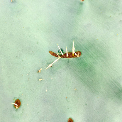 Opuntia sp. 2 km south of Tlaxcala, MEXICO (affinis to Opuntia guerrana)