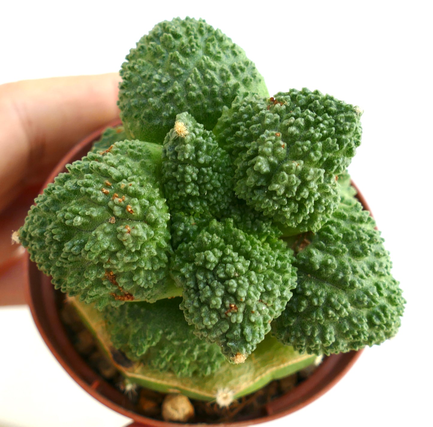 Ariocarpus cultivar GODZILLA BALL GREEN FR11