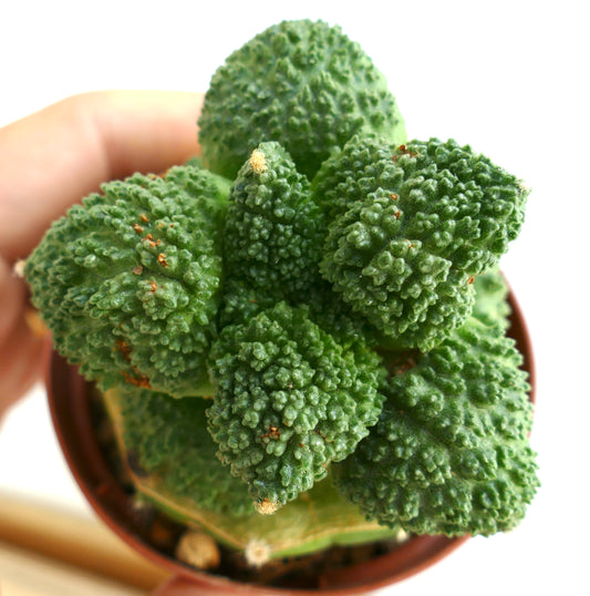 Ariocarpus cultivar GODZILLA BALL GREEN FR11