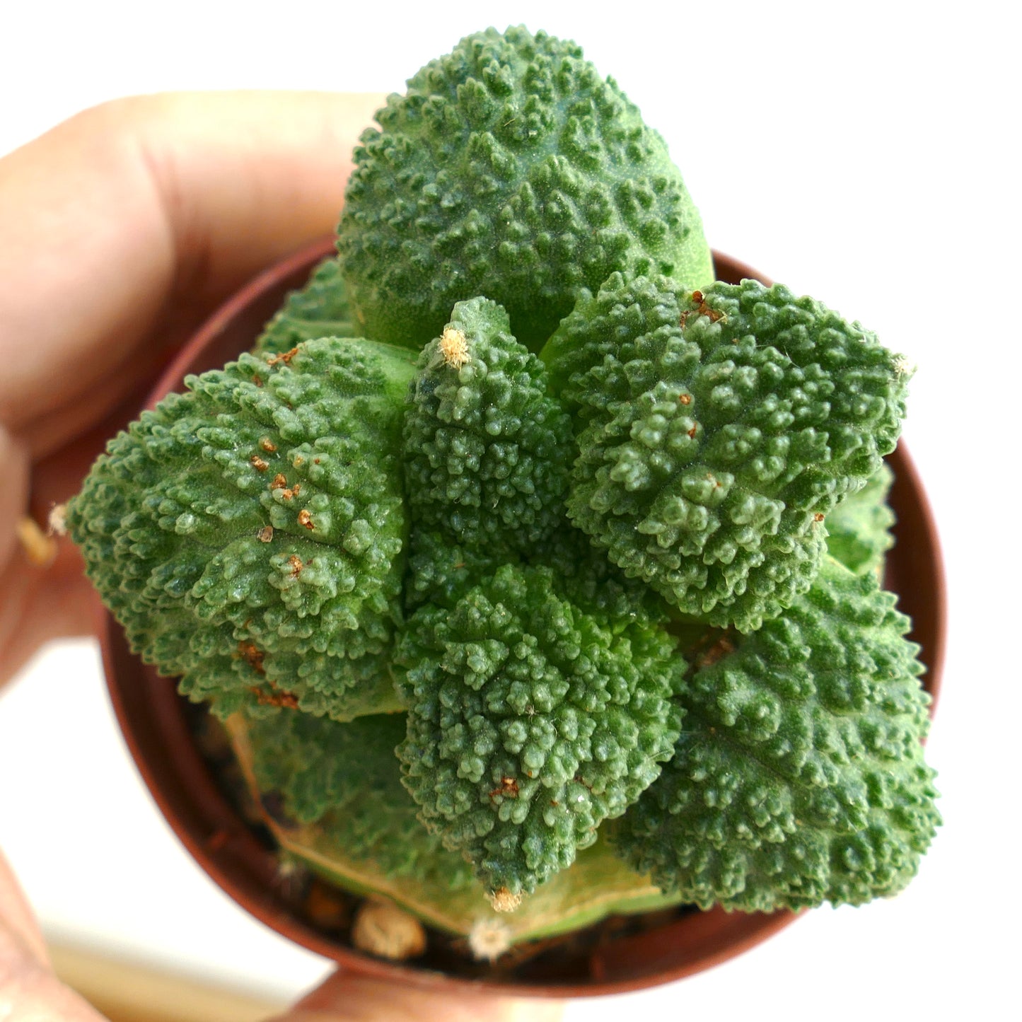 Ariocarpus cultivar GODZILLA BALL GREEN FR11