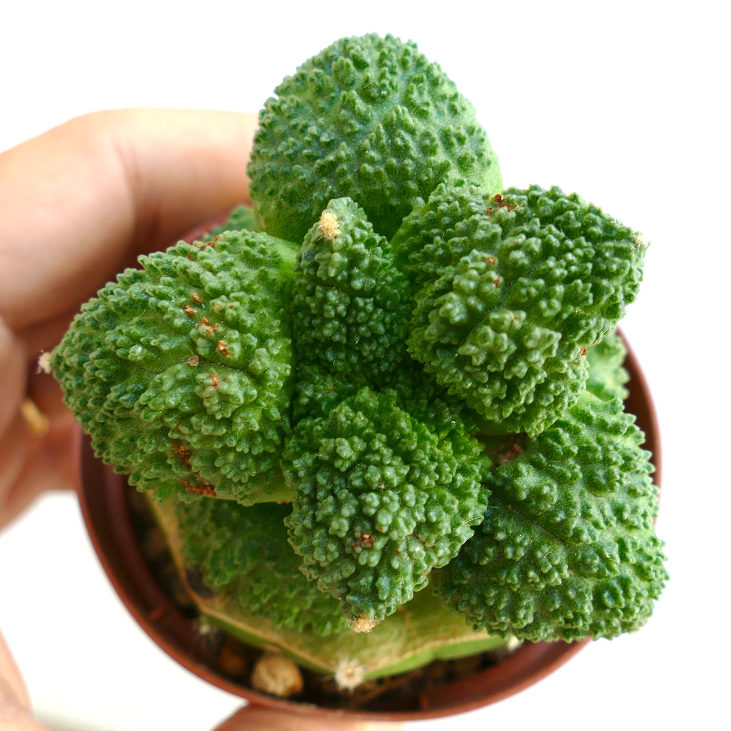 Ariocarpus cultivar GODZILLA BALL GREEN FR11