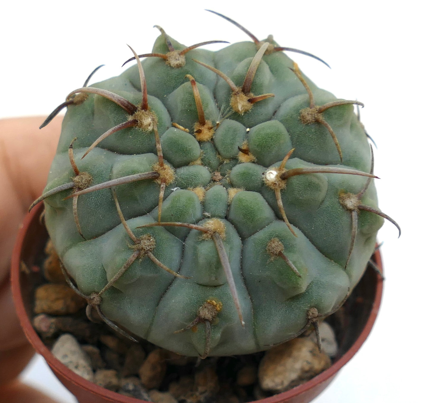 Gymnocalycium vatteri PS