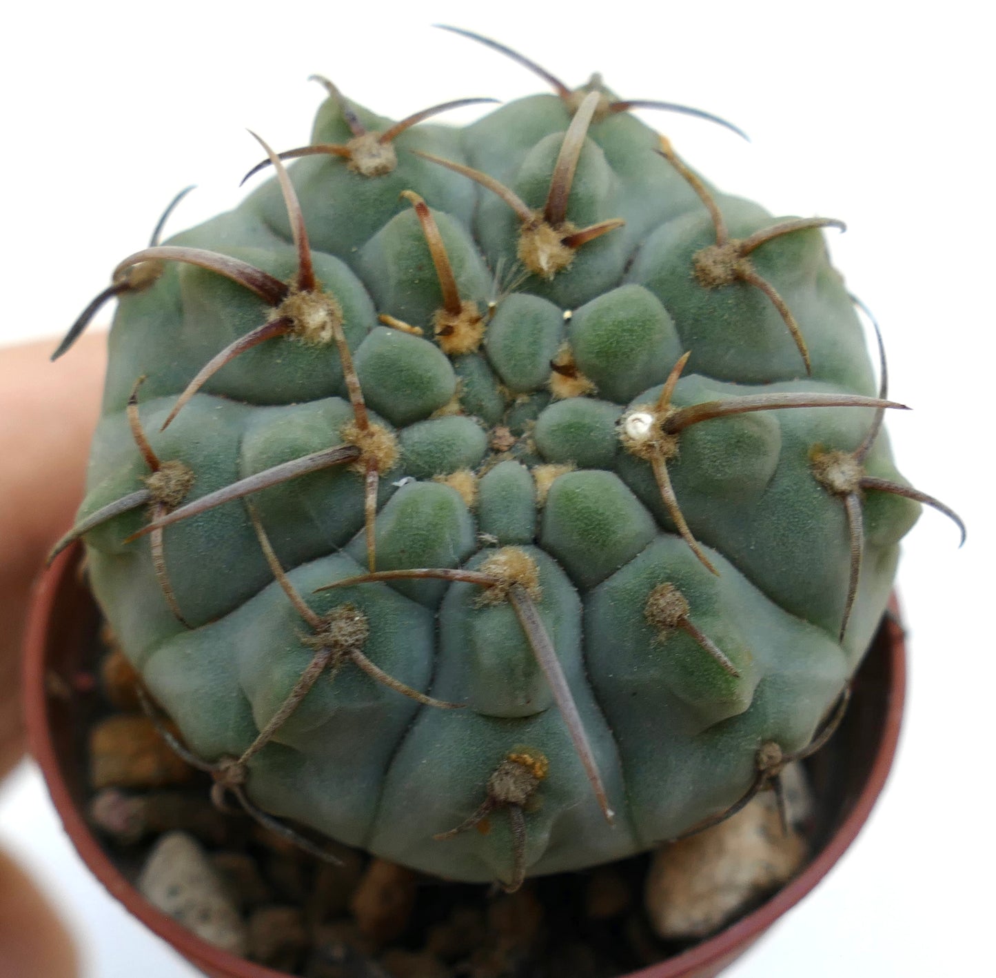 Gymnocalycium vatteri PS