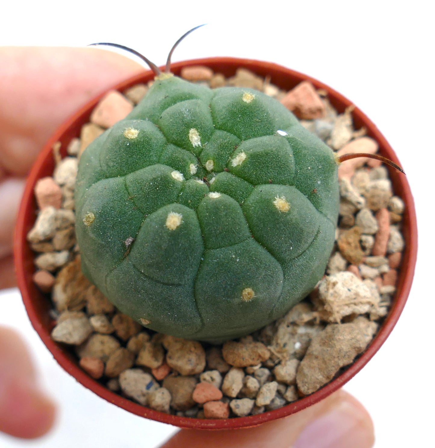 Matucana madisoniorum R97