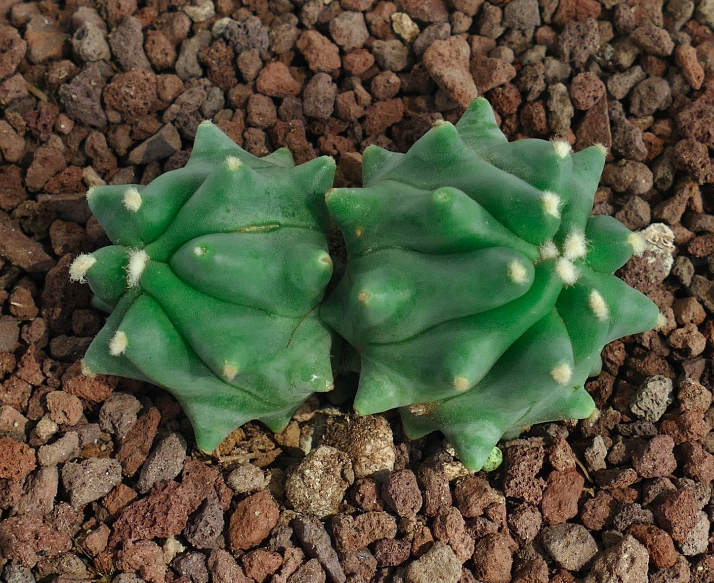 Ferocactus glaucescens cv URASAKI 2 heads (ex Japan import)