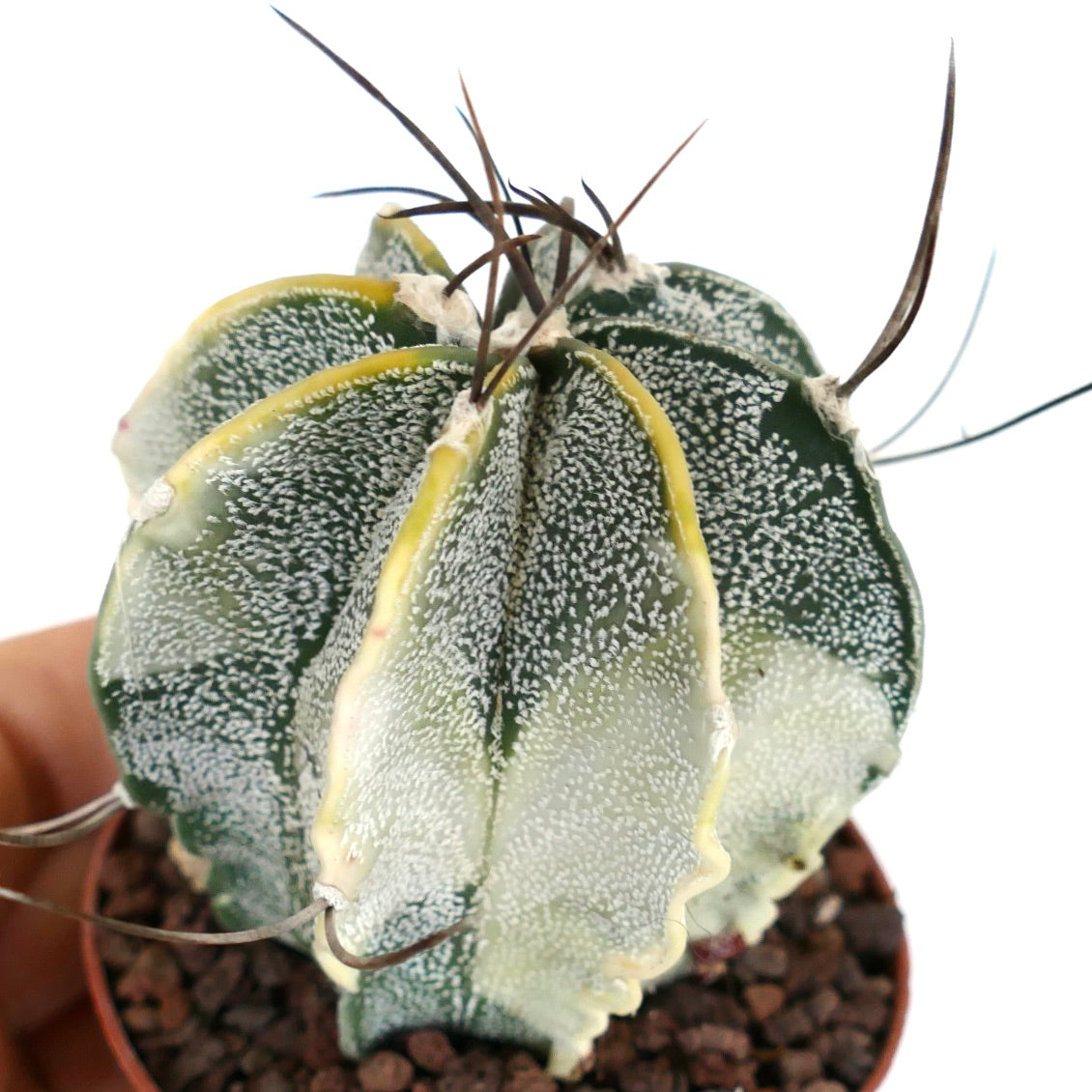 Astrophytum capricorne niveum VARIEGATED SEEDS