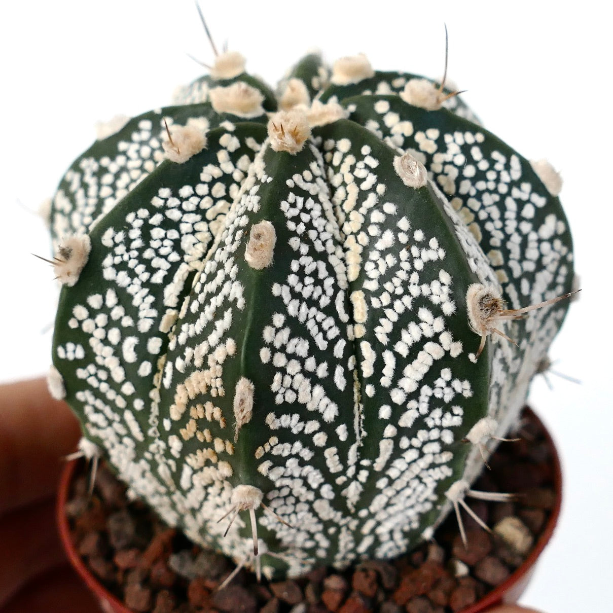 Astrophytum cv ONZUKA x SUPERKABUTO x CAPRICORNE MN1SS