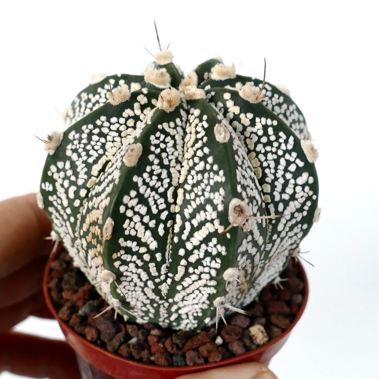 Astrophytum cv ONZUKA x SUPERKABUTO x CAPRICORNE