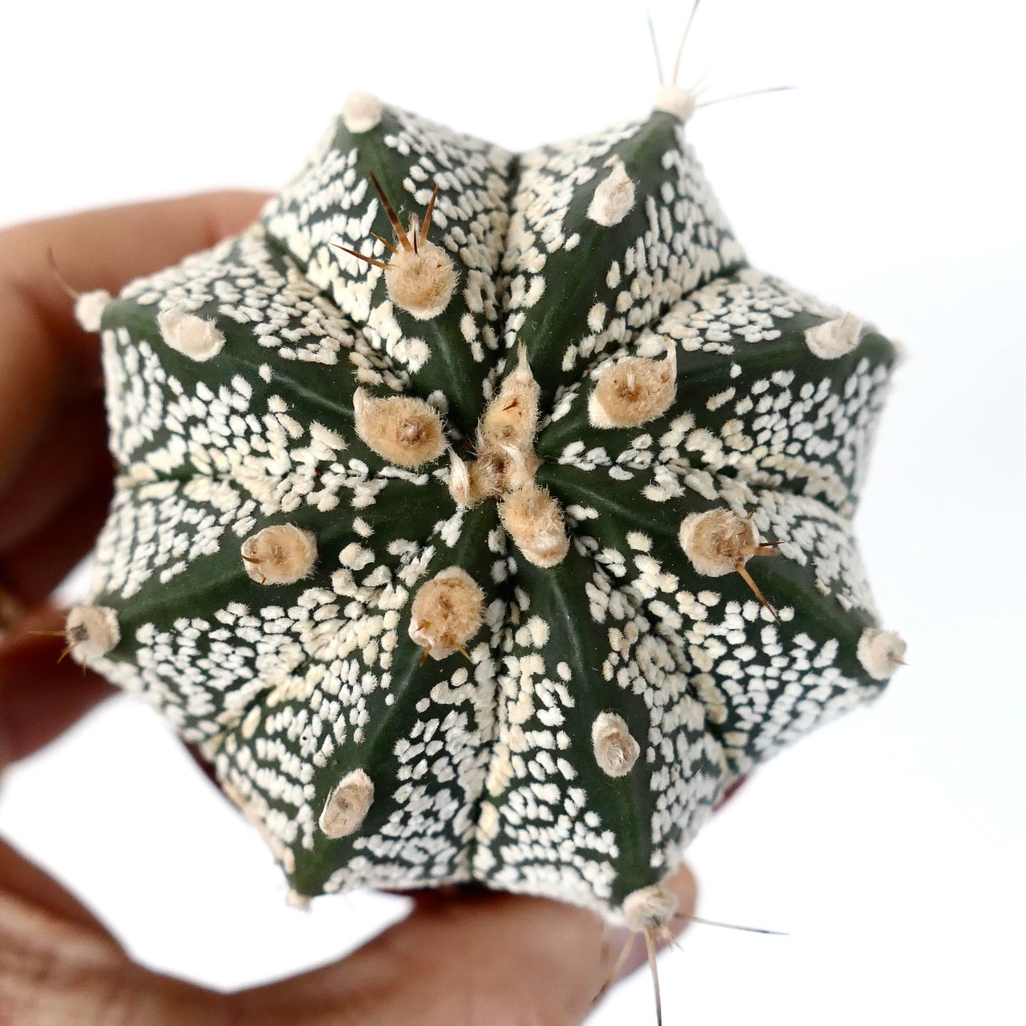 Astrophytum cv ONZUKA x SUPERKABUTO x CAPRICORNE MN1SS