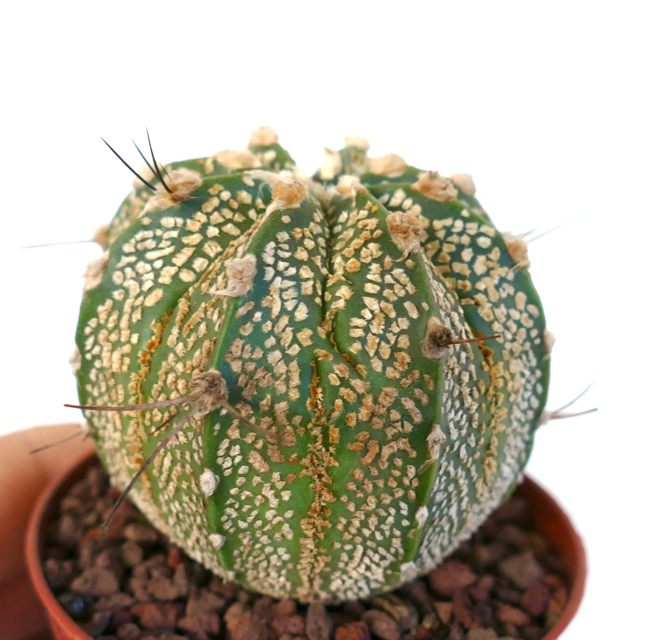 Astrophytum cv ONZUKA x SUPERKABUTO GOLDEN x CAPRICORNE TP2