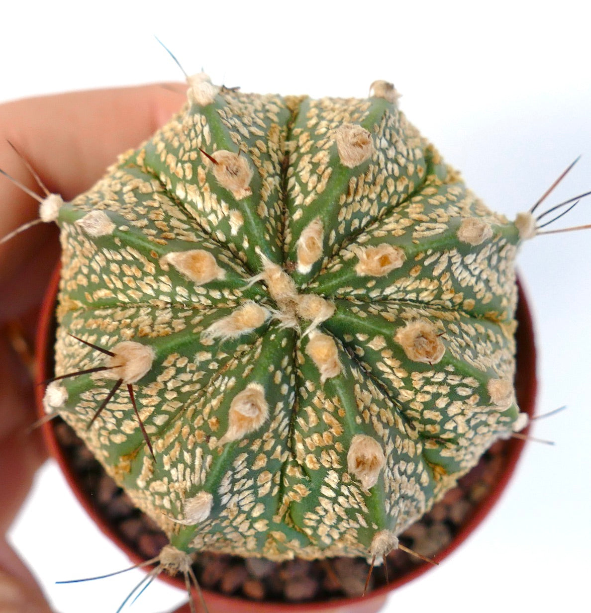 Astrophytum cv ONZUKA x SUPERKABUTO GOLDEN x CAPRICORNE TP2