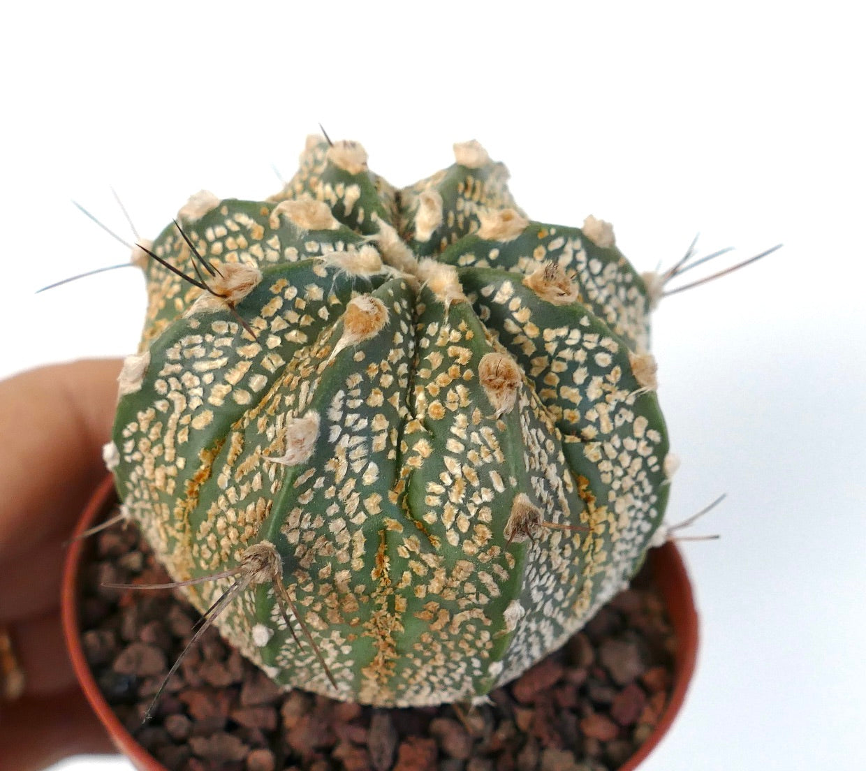 Astrophytum cv ONZUKA x SUPERKABUTO GOLDEN x CAPRICORNE TP2