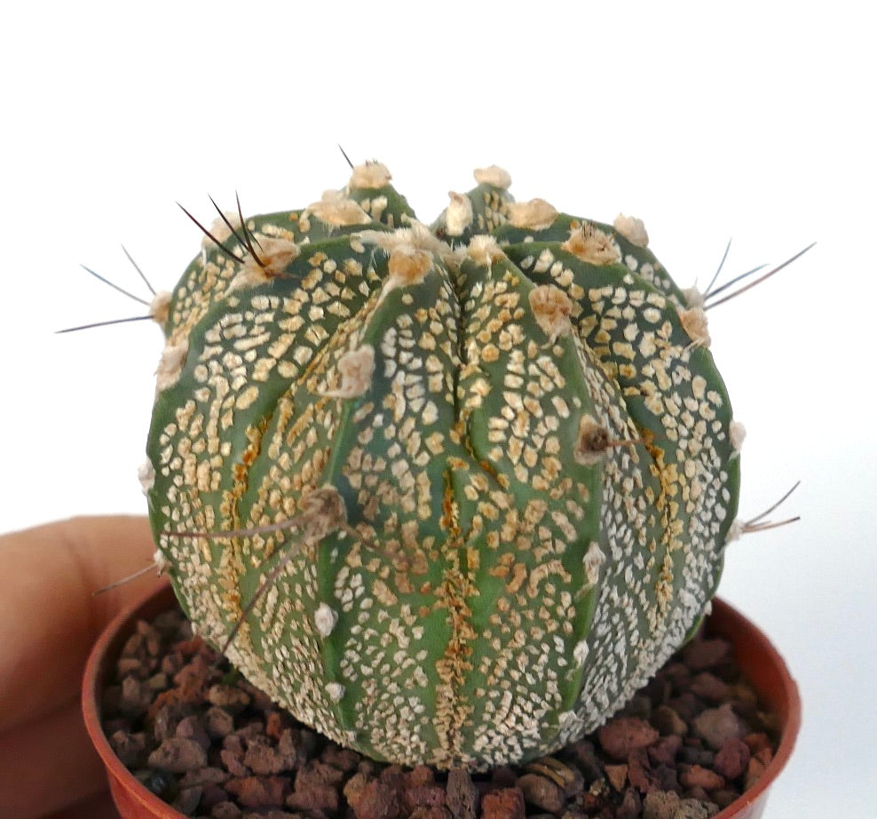 Astrophytum cv ONZUKA x SUPERKABUTO GOLDEN x CAPRICORNE TP2