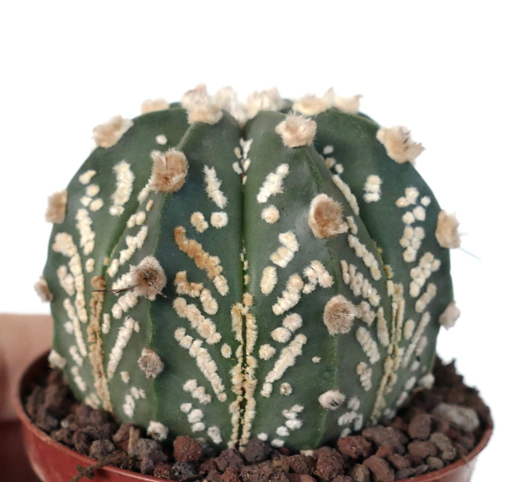 Astrophytum cv ONZUKA x SUPERKABUTO x OIBBO 6A