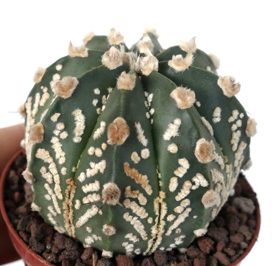 Astrophytum cv ONZUKA x SUPERKABUTO x OIBBO 6A