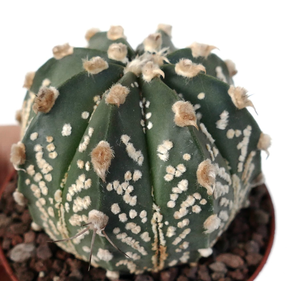 Astrophytum cv ONZUKA x SUPERKABUTO x OIBBO 6A