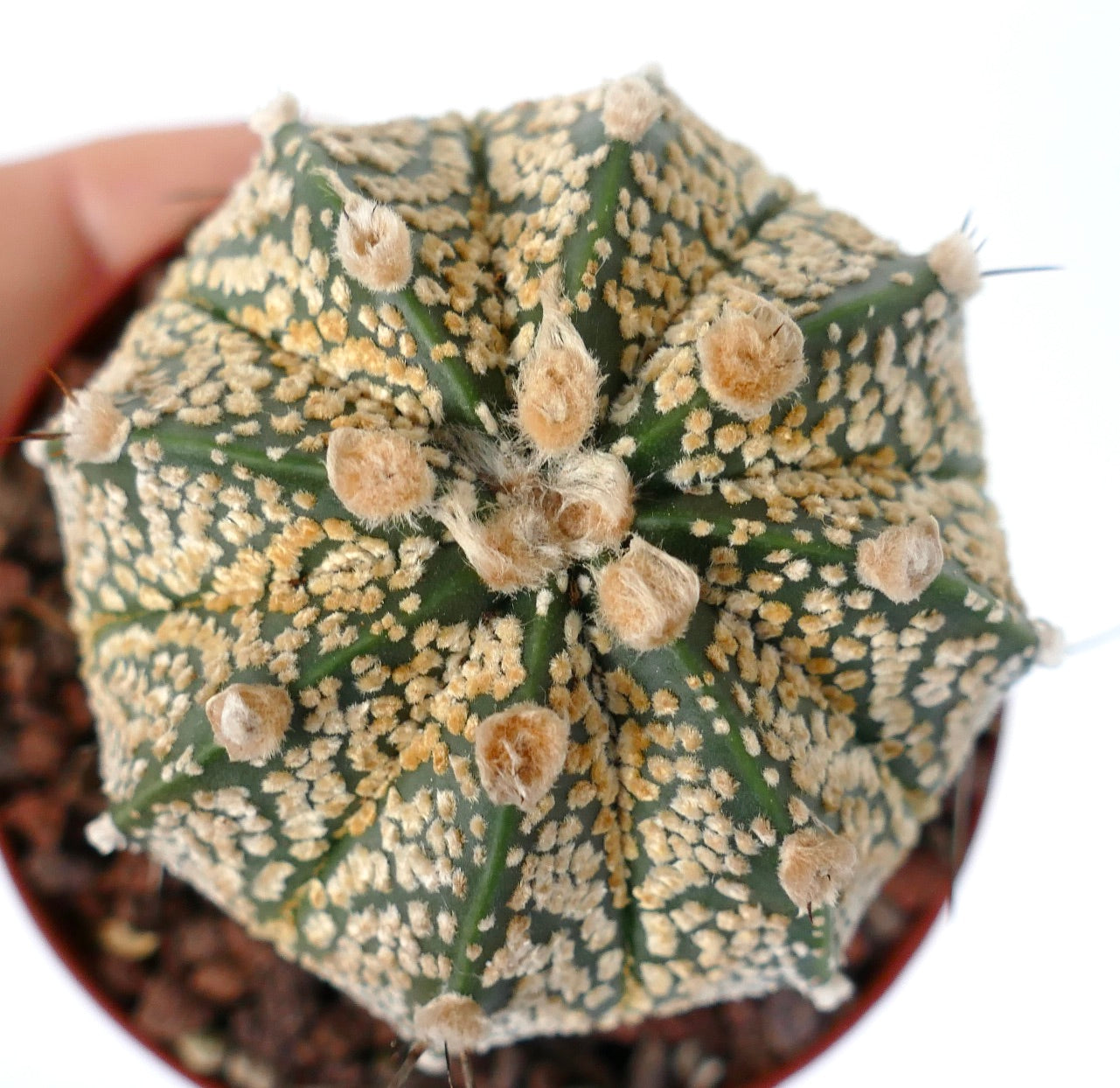 Astrophytum cv ONZUKA GOLDEN x CAPRICORNE PYB