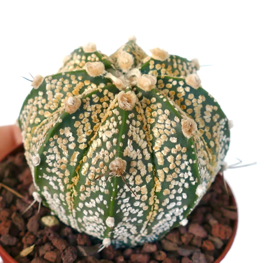 Astrophytum cv ONZUKA GOLDEN x CAPRICORNE PYB