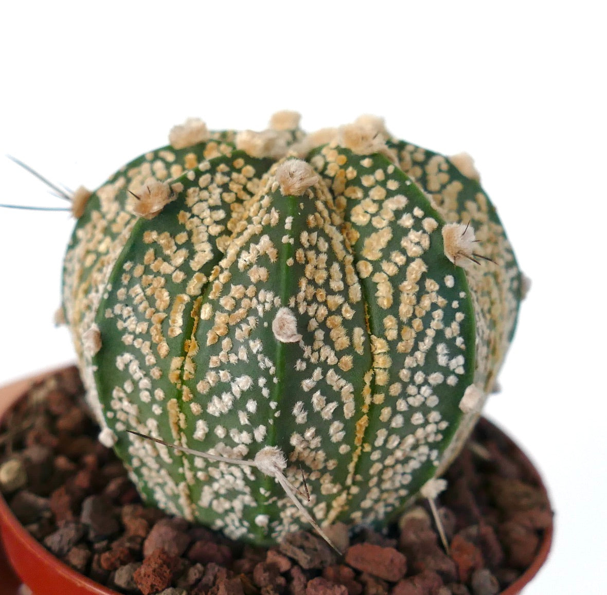 Astrophytum cv ONZUKA GOLDEN x CAPRICORNE PYB