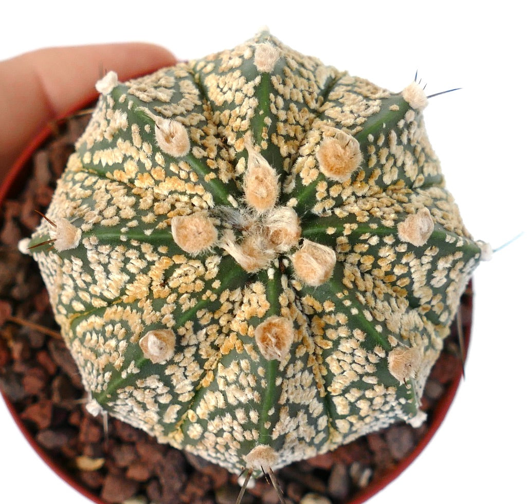 Astrophytum cv ONZUKA GOLDEN x CAPRICORNE PYB