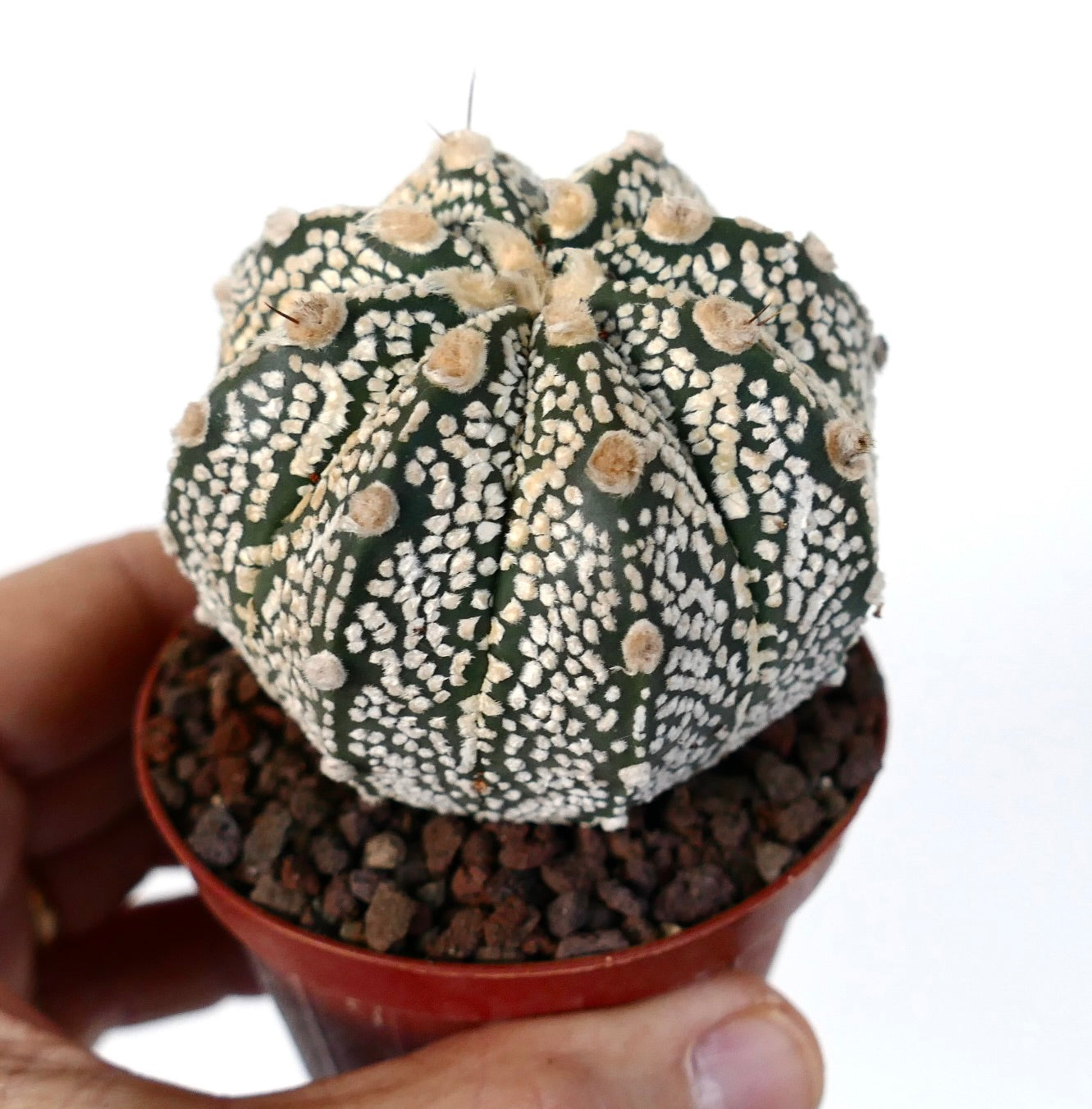 Astrophytum cv ONZUKA x SUPERKABUTO SS2