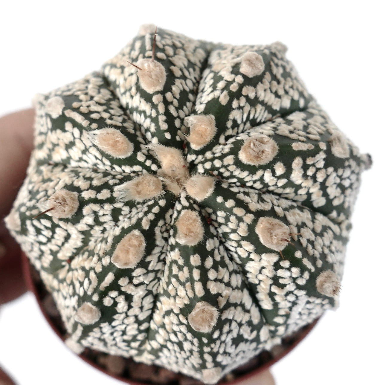 Astrophytum cv ONZUKA x SUPERKABUTO SS2