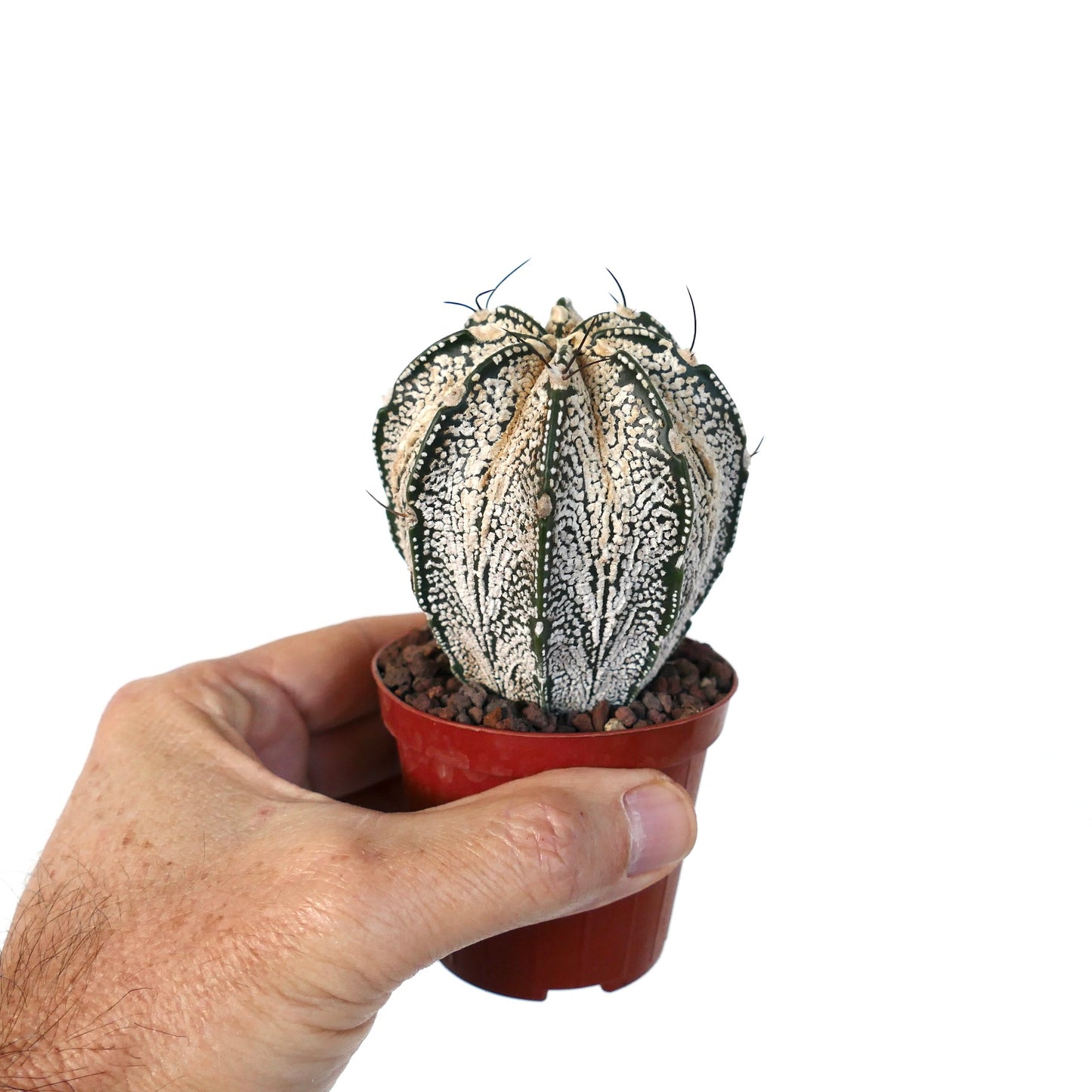 Astrophytum cv ONZUKA x SUPERKABUTO x CAPRICORNE