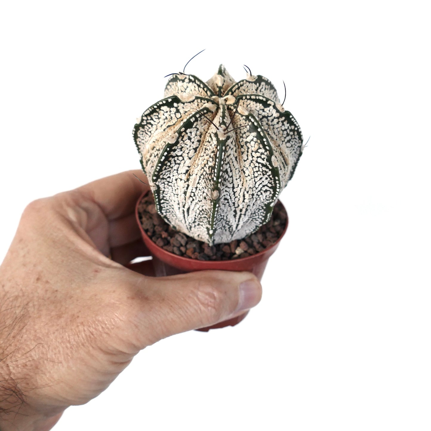 Astrophytum cv ONZUKA x SUPERKABUTO x CAPRICORNE H3H