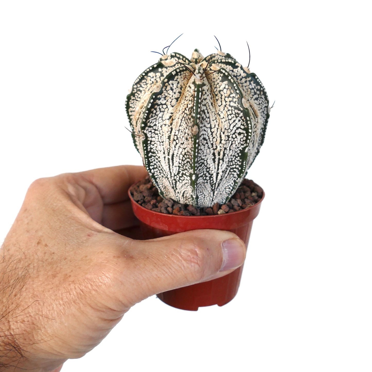 Astrophytum cv ONZUKA x SUPERKABUTO x CAPRICORNE