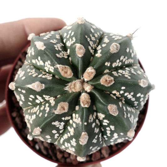 Astrophytum asterias OIBBO x SUPERKABUTO GOLDEN 1P