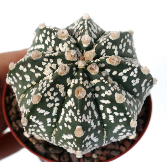 Astrophytum cv ONZUKA x SUPERKABUTO 8B2