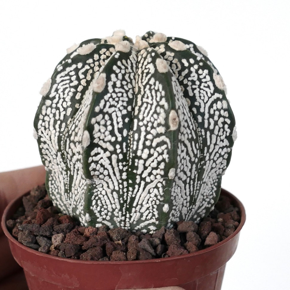 Astrophytum myriostigma cv ONZUKA TIGER x SUPERKABUTO