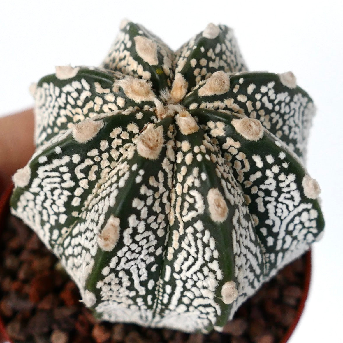 Astrophytum myriostigma cv ONZUKA TIGER x SUPERKABUTO