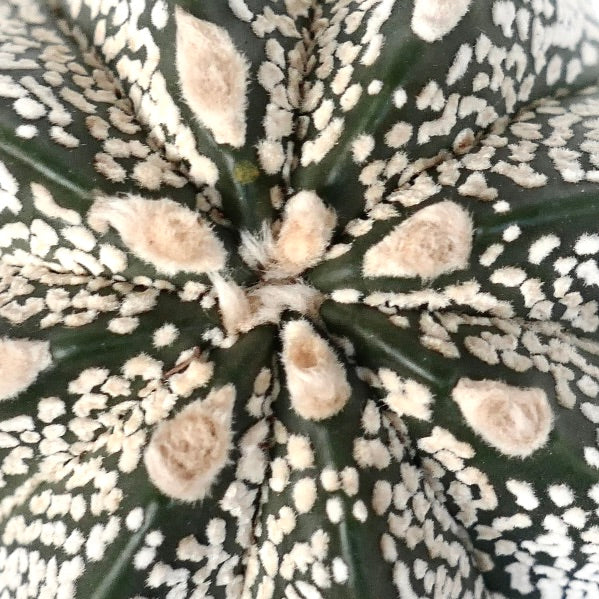 Astrophytum myriostigma cv ONZUKA TIGER x SUPERKABUTO