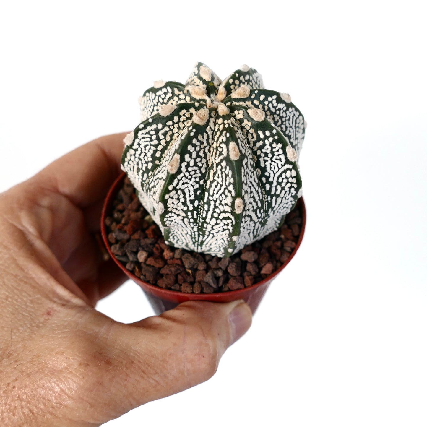 Astrophytum myriostigma cv ONZUKA TIGER x SUPERKABUTO