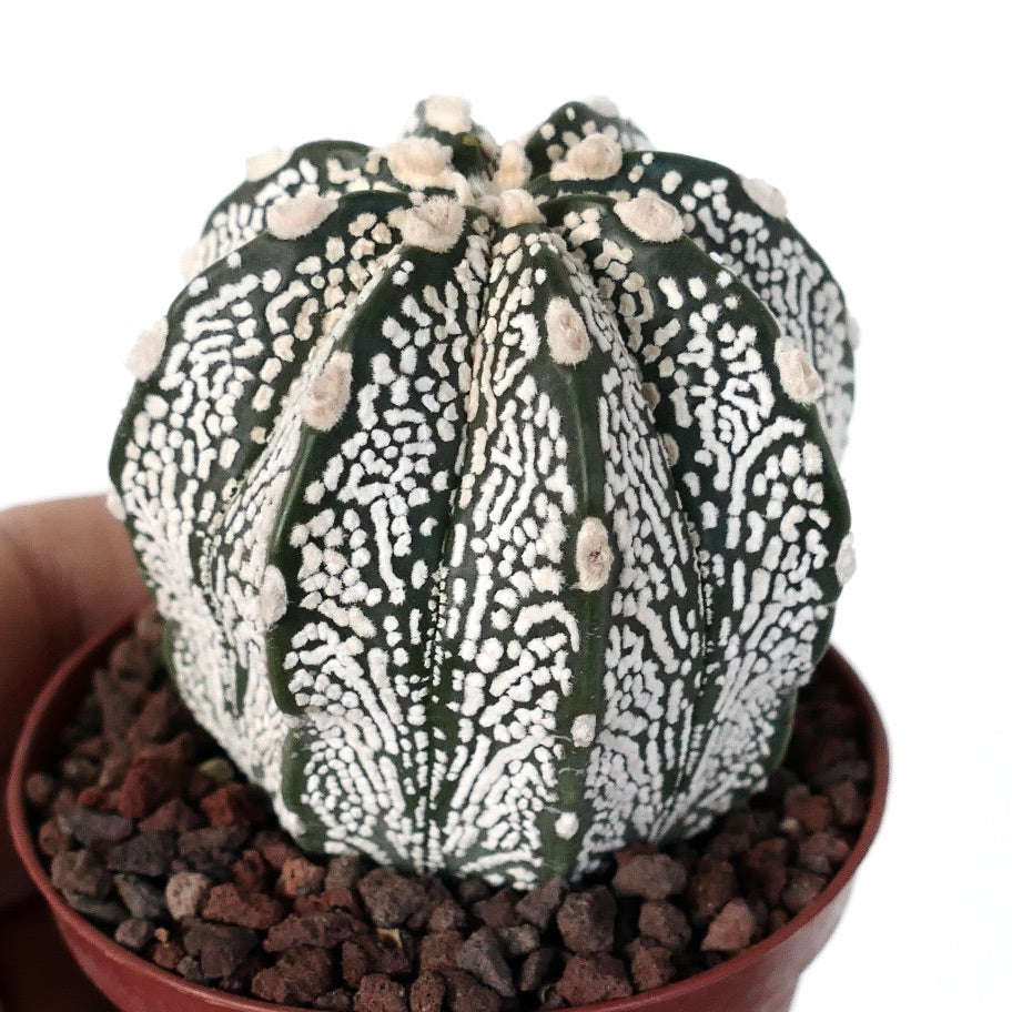 Astrophytum myriostigma cv ONZUKA TIGER x SUPERKABUTO